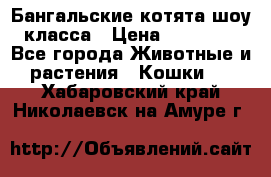 Бангальские котята шоу класса › Цена ­ 25 000 - Все города Животные и растения » Кошки   . Хабаровский край,Николаевск-на-Амуре г.